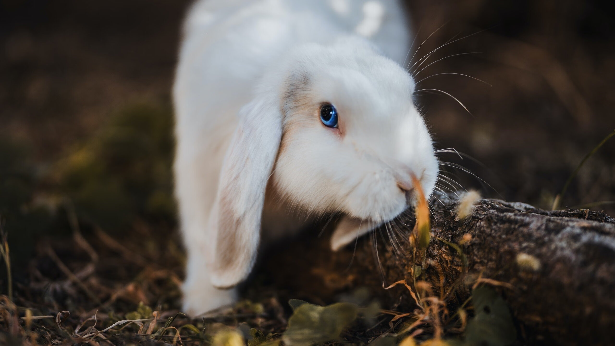 LCK战队阵容深度增强，lck队伍阵容