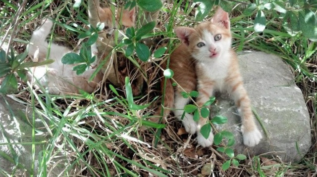 leyu乐鱼在线登录入口-欧洲球队在赛场上闪耀，夺取冠军头衔，欧洲冠军联赛球队排名