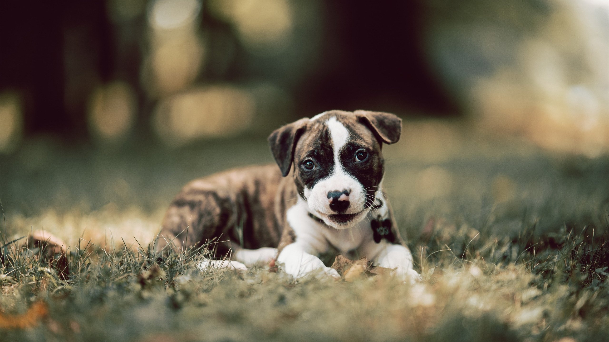 热血比赛中球员们豪情万丈,战至最后,热血篮球比赛视频