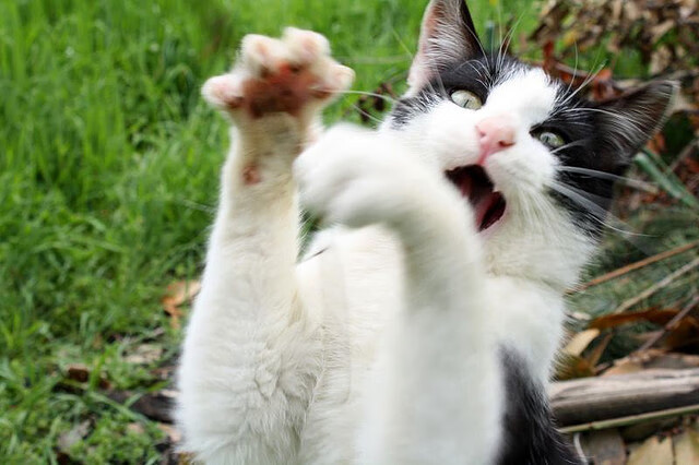 乐鱼体育平台官网-西汉姆联中场调度灵活，铁锤帮争夺欧战资格，西汉姆联厉害吗