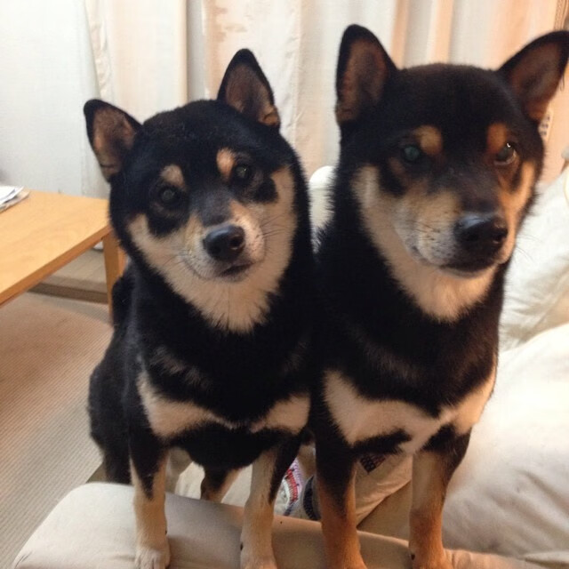 NBA赛季关键球员数据报告,2020-2021赛季nba关键球集锦