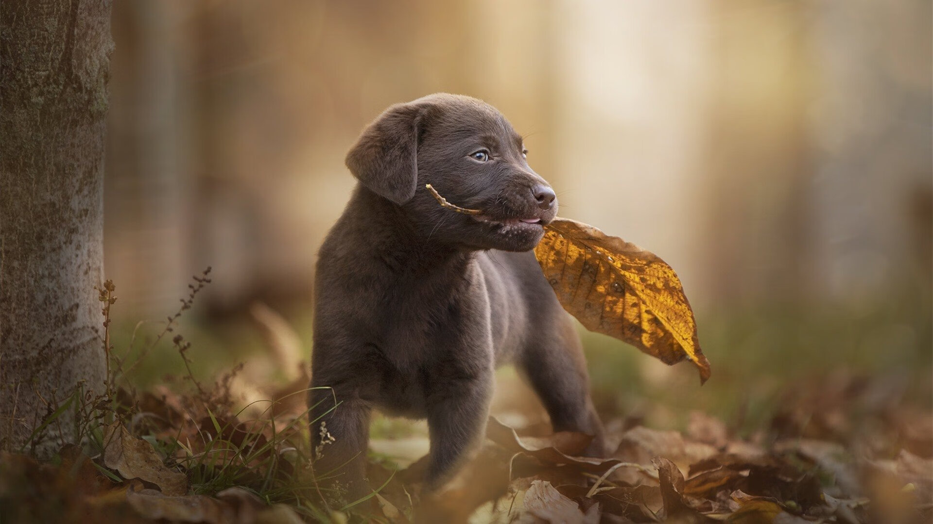 男子仰泳再入决赛圈,男子仰泳100米决赛