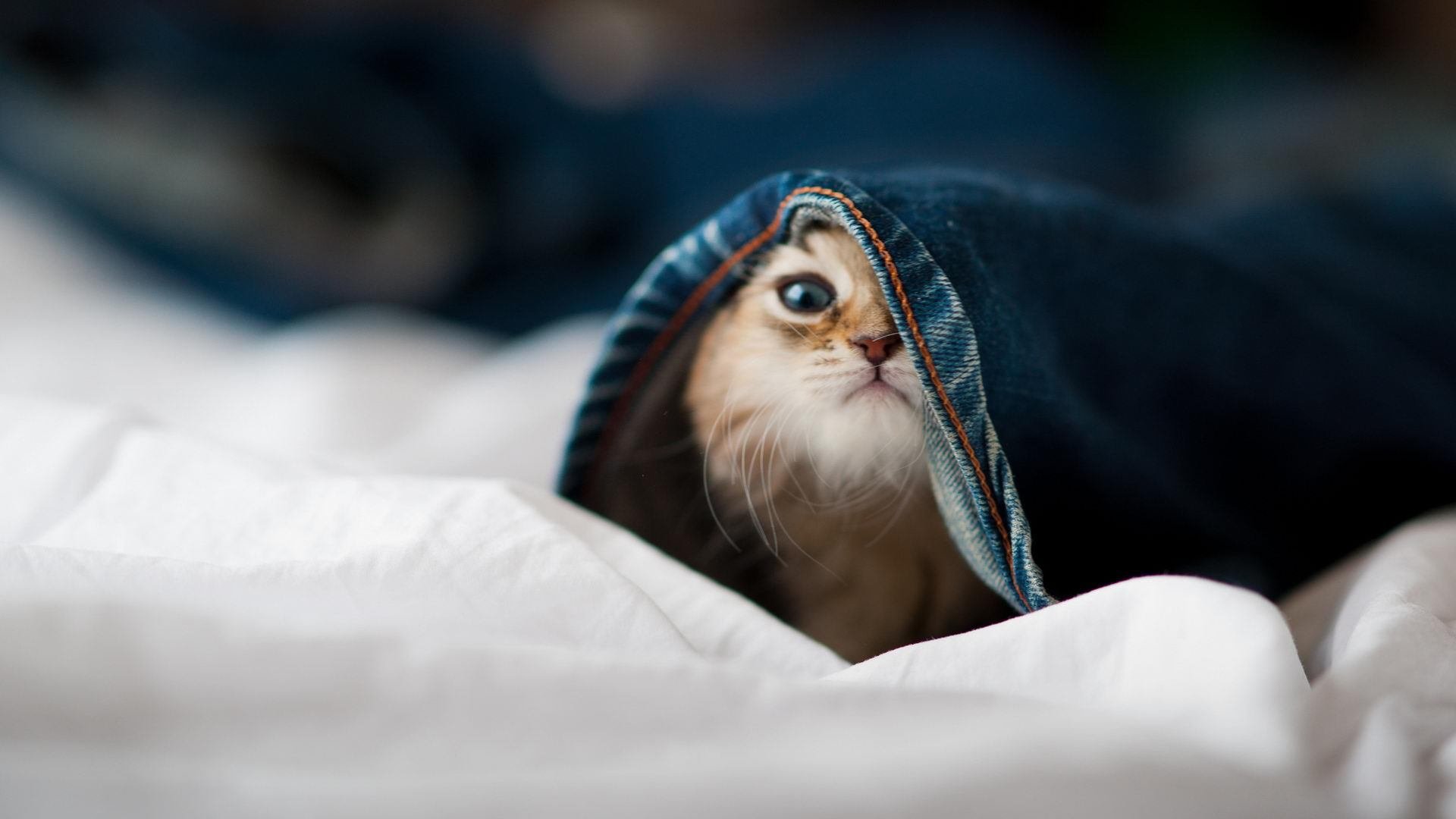 乐鱼（中国）体育官方网站-英超比赛如火如荼：一场场精彩刺激！，英超比赛具体