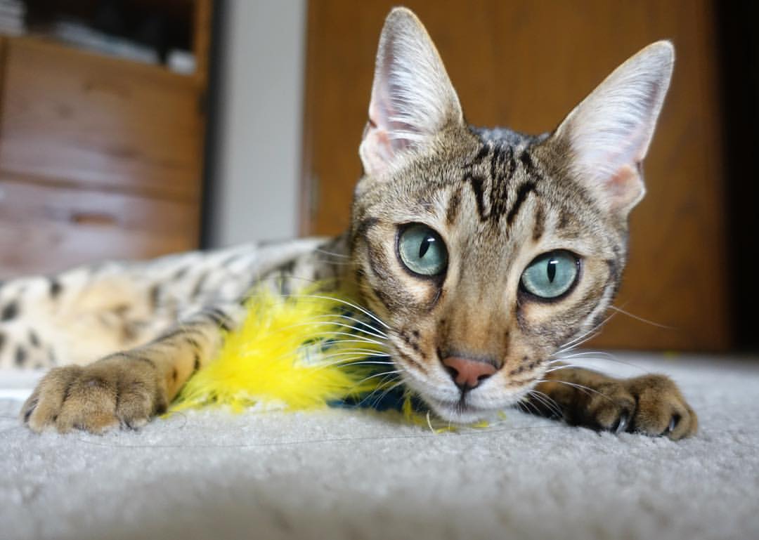 西甲攻防精彩：场场精彩，难以预料！，西甲的比赛