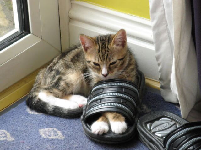 乐鱼电竞在线平台-赞比亚男篮在非洲预赛中砥砺前行，期待奥运辉煌，赞比亚阵容